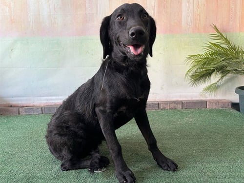LUNA - Labrador Retriever available for adoption