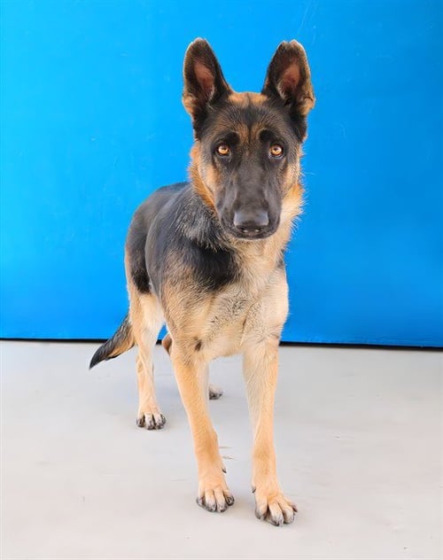 BIRDIE - German Shepherd Dog available for adoption