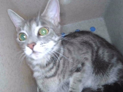 TINA - Domestic Short Hair available for adoption