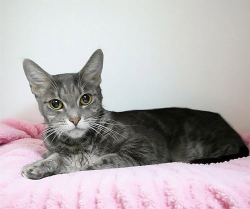 TINA - Domestic Short Hair available for adoption