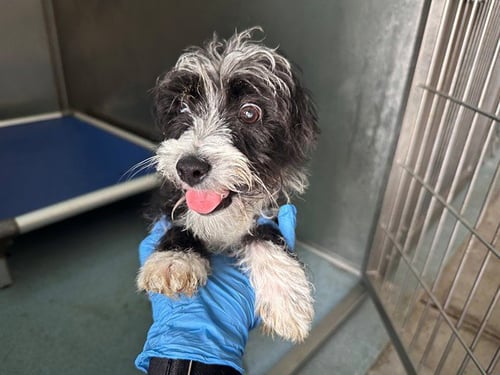 OTTIE - Terrier / Chihuahua available for adoption