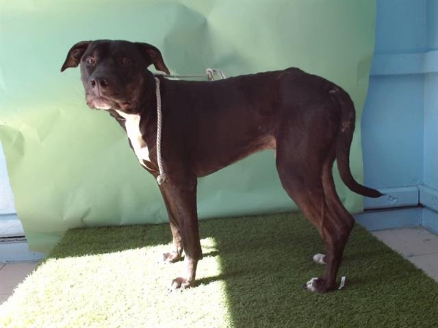 OAHI - Rhodesian Ridgeback / Labrador Retriever available for adoption