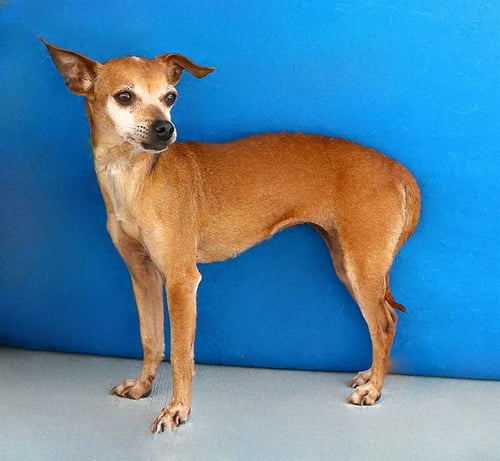AMANDA - Chihuahua available for adoption