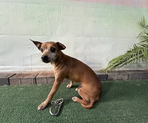 AMANDA - Chihuahua available for adoption