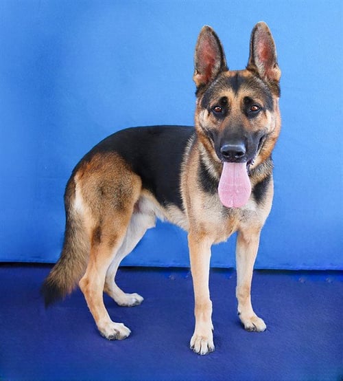 MAX - German Shepherd Dog available for adoption