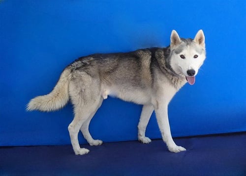 SIMBA - Siberian Husky available for adoption