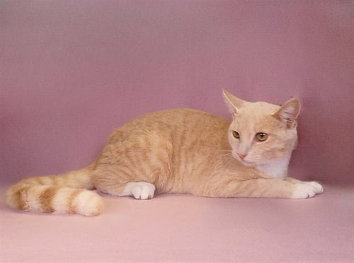AGOSTO - Domestic Short Hair available for adoption