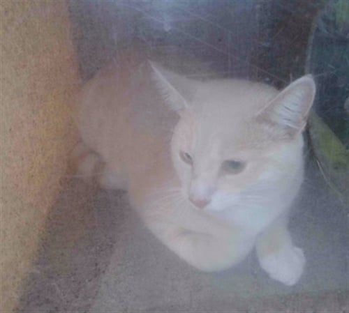 AGOSTO - Domestic Short Hair available for adoption