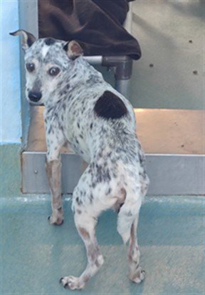 SPOT - Chihuahua available for adoption