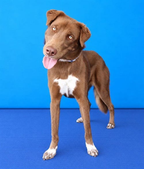 AUTUMN - Australian Shepherd available for adoption