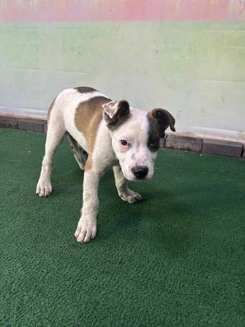 A5766455 - Pit Bull Terrier available for adoption