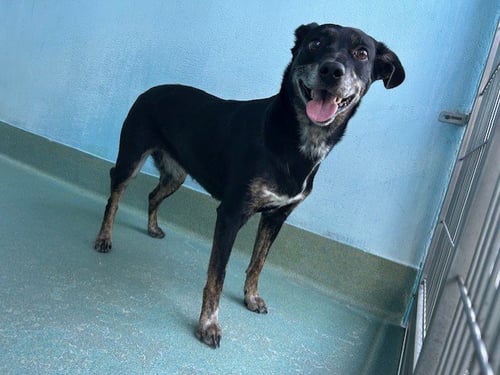 DOJA - Jack Russell Terrier (Parson Russell Terrier) / Australian Cattle Dog/Blue Heeler available for adoption