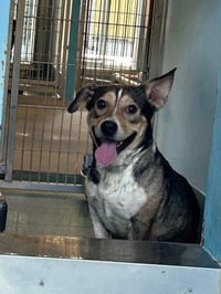 CHATO - Photo 1