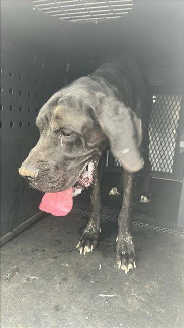 VIGGO - Great Dane available for adoption