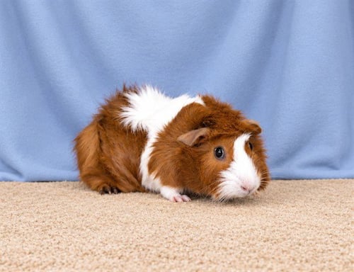 TIMON - Guinea Pig available for adoption