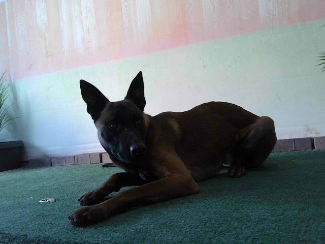 BUNCHES - Belgian Shepherd Malinois available for adoption