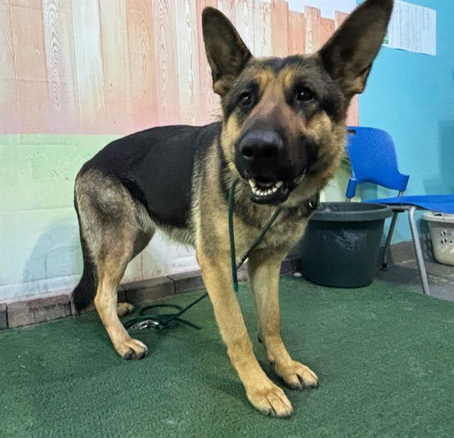 BONGU - German Shepherd Dog available for adoption