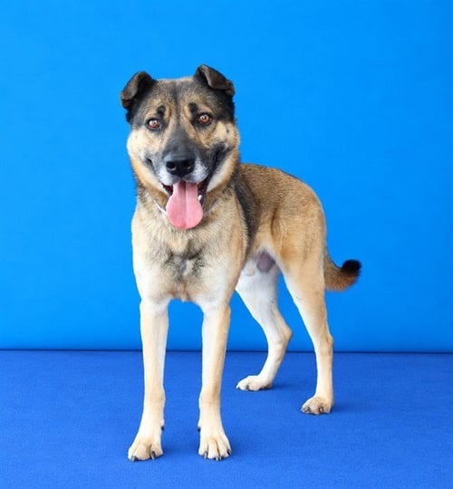 DORNO - German Shepherd Dog available for adoption