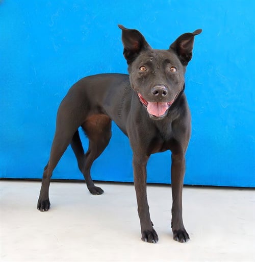 MARIANA - Catahoula Leopard Dog available for adoption