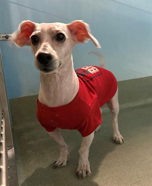 SNOWBALL - Poodle (Miniature) available for adoption