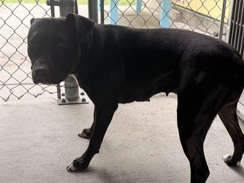 A5799491 - Pit Bull Terrier available for adoption