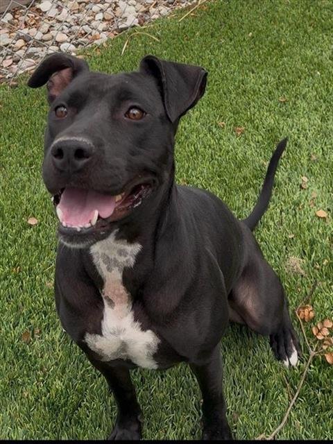 BEAUTY - Pit Bull Terrier available for adoption