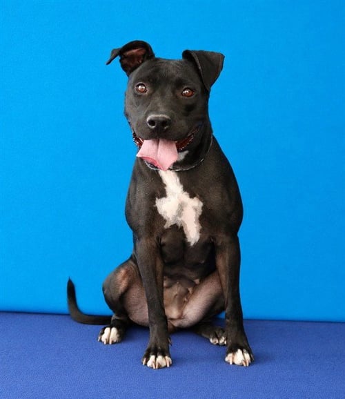 BEAUTY - Pit Bull Terrier available for adoption