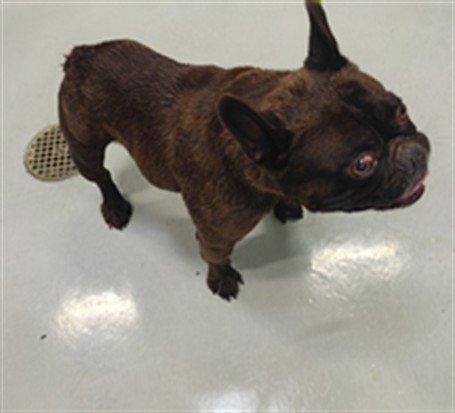 A5805229 - French Bulldog available for adoption