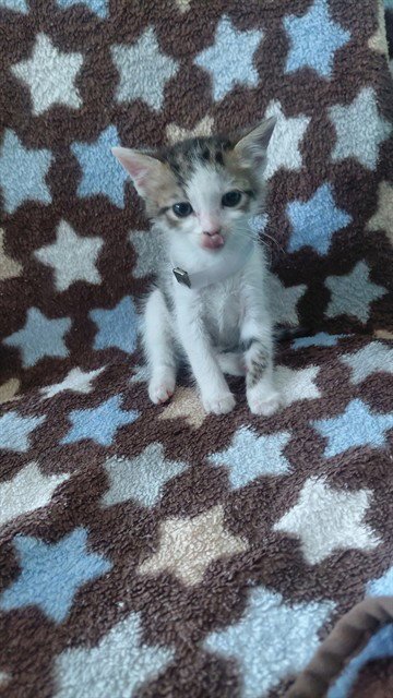 A5797116 - Domestic Short Hair available for adoption