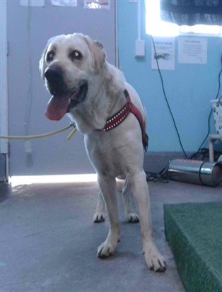 WATSON - Labrador Retriever available for adoption