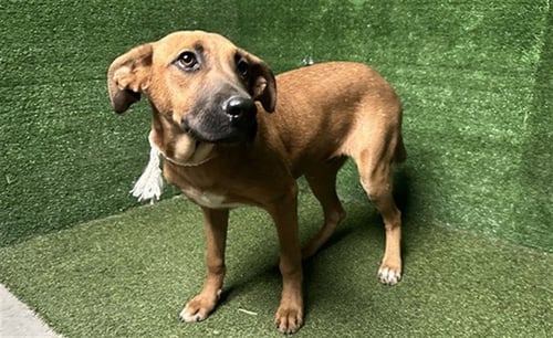 ALMOND - German Shepherd Dog available for adoption