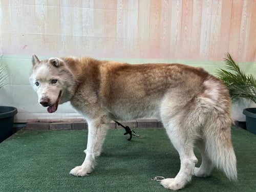 HERO - Siberian Husky available for adoption