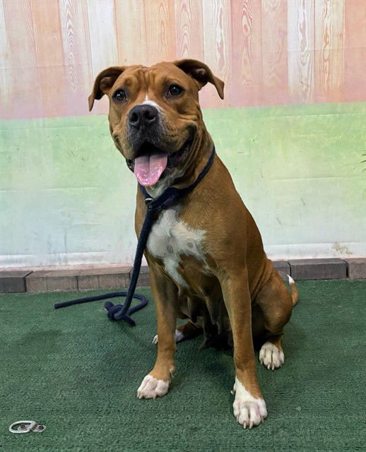 LEEKA - Pit Bull Terrier available for adoption