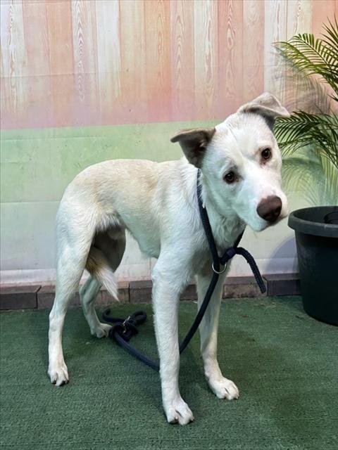 CAMDEN - Siberian Husky available for adoption