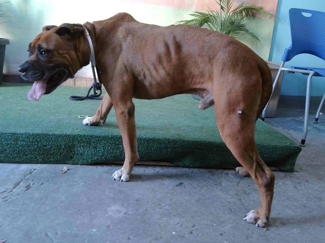 CHEWBACCA - American Bulldog available for adoption