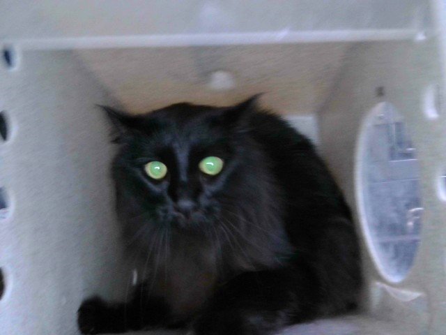 LUCY Image