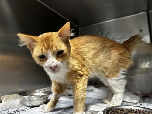 UMBER - Domestic Short Hair available for adoption