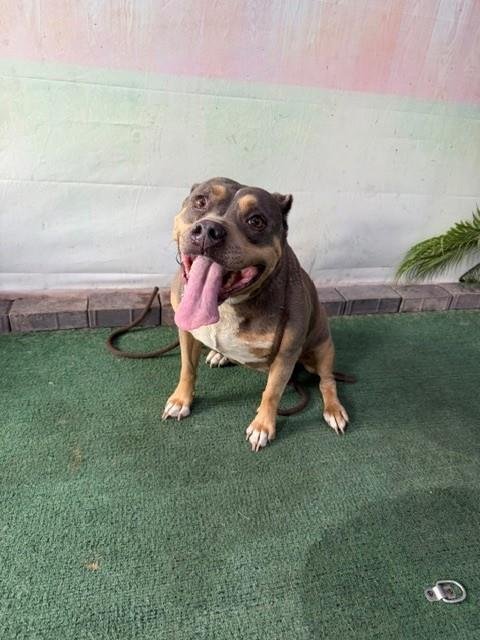 AMELIA - Pit Bull Terrier available for adoption
