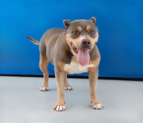 AMELIA - Pit Bull Terrier available for adoption