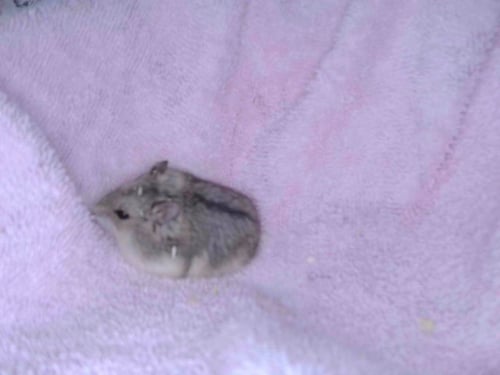 HAMSTER#1