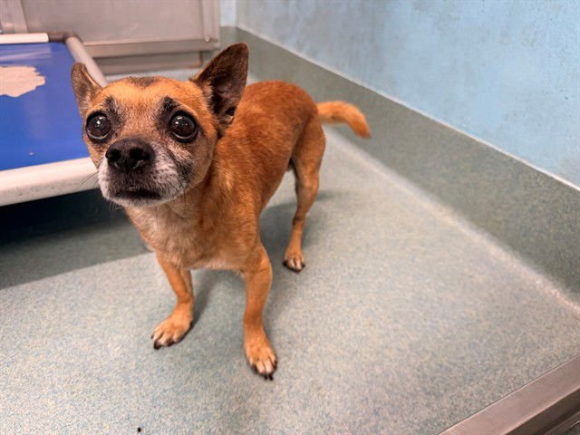 TABASCO - Chihuahua available for adoption