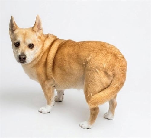 SPOOKS - Cardigan Welsh Corgi available for adoption