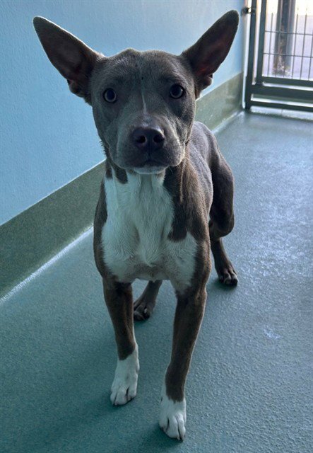 POTATO - Pit Bull Terrier available for adoption