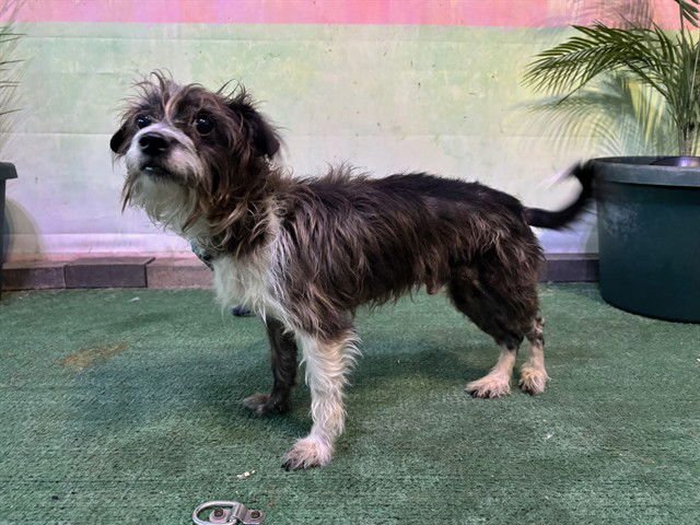 DRACO - Terrier available for adoption