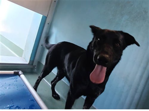 PRINCESS - Labrador Retriever available for adoption