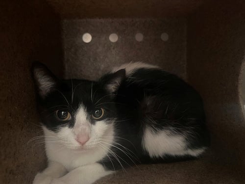 ROBIN - Domestic Short Hair available for adoption