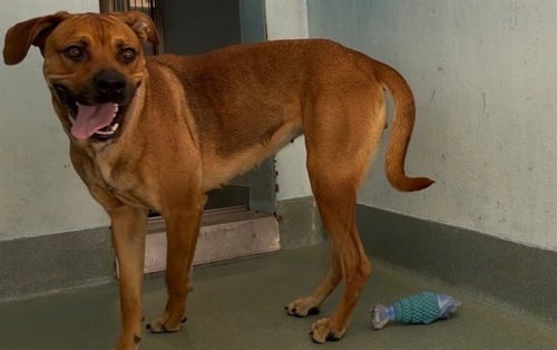 A5797031 - Boxer available for adoption