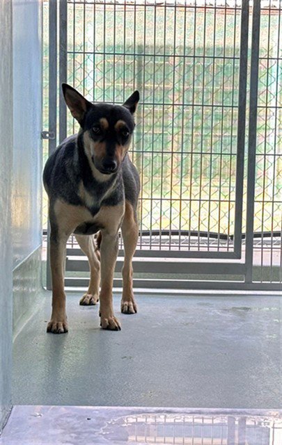 FRIDA - Doberman Pinscher available for adoption