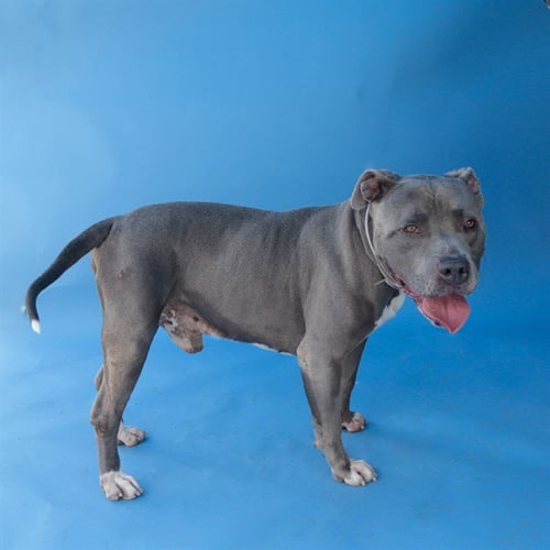BLUE - Pit Bull Terrier available for adoption