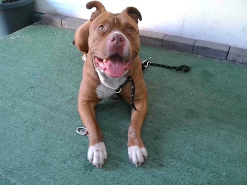 LADY - Pit Bull Terrier available for adoption